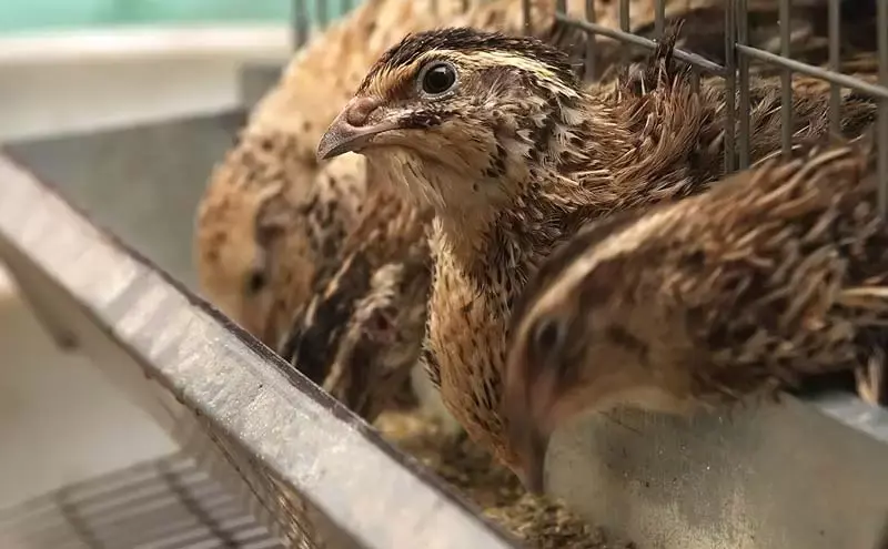 تصویر شماره 3 محصول 