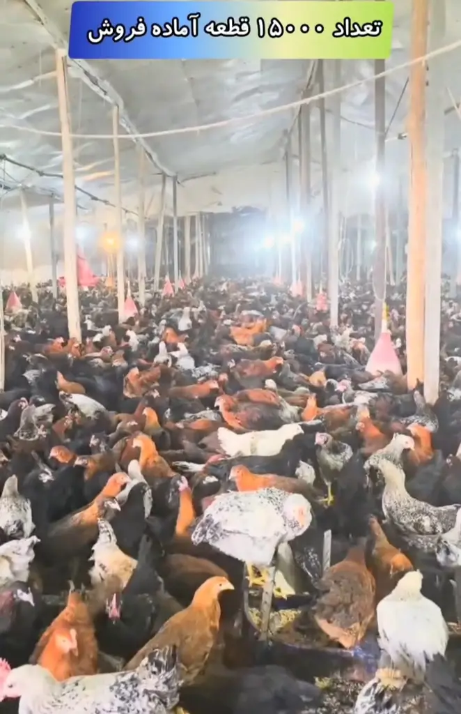 تصویر شماره 2 محصول 