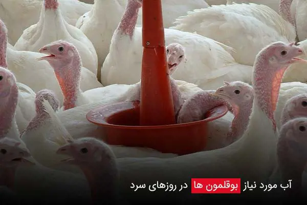 تصویر شماره 2 محصول 