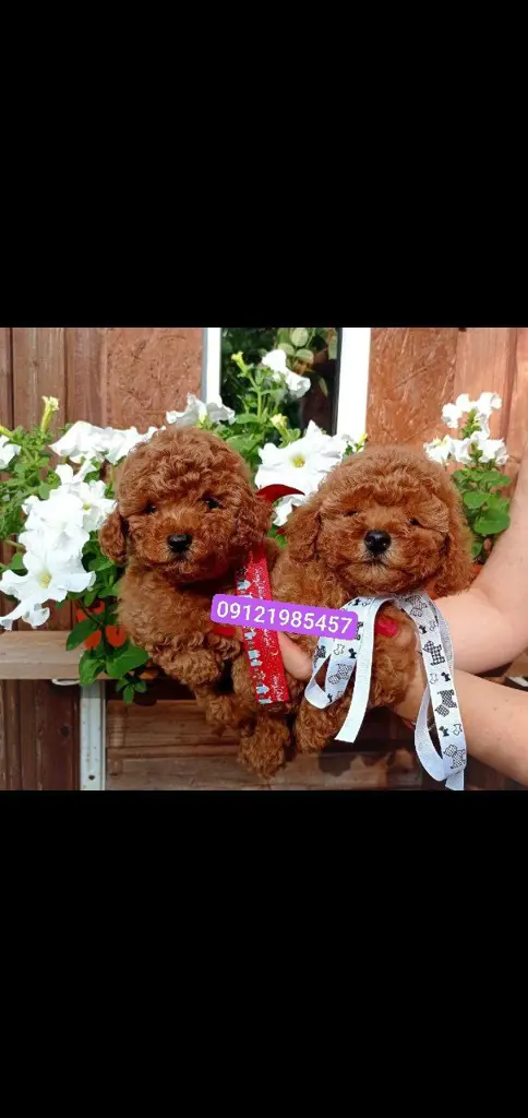 تصویر شماره 2 محصول 