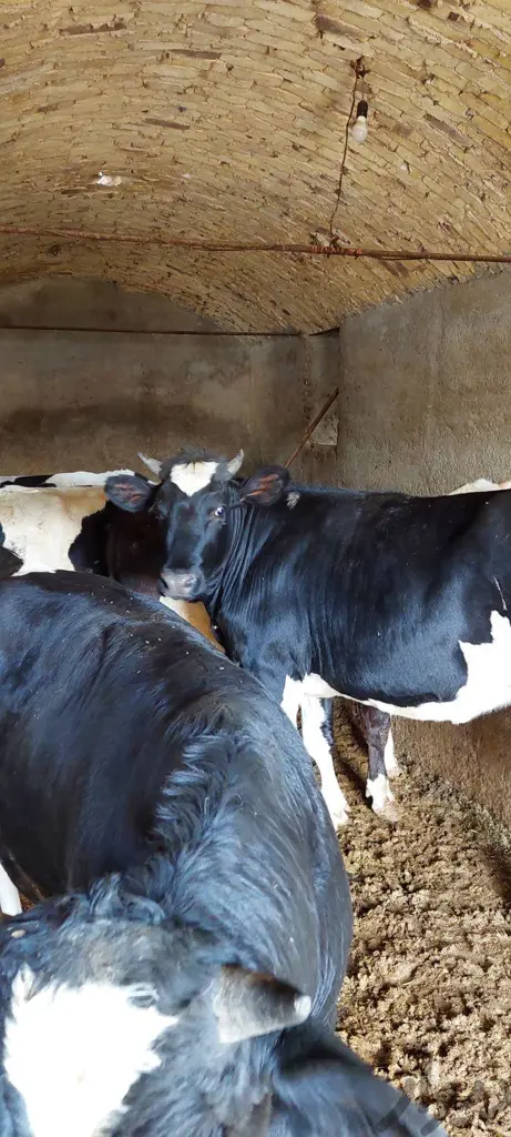 تصویر شماره 3 محصول 