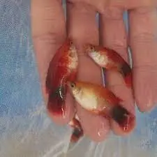 تصویر شماره 1 محصول 