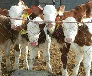 تصویر شماره 3 محصول 