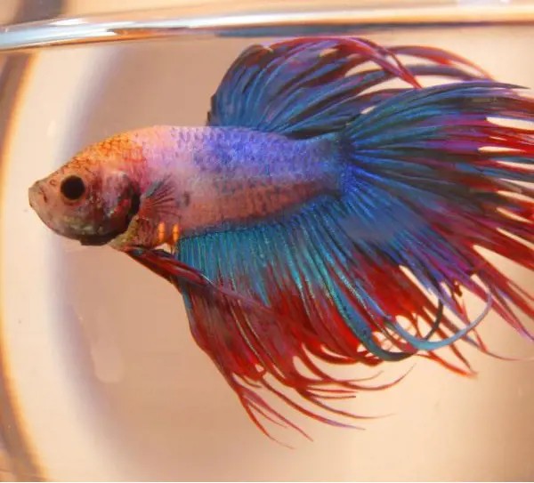 تصویر شماره 1 محصول 