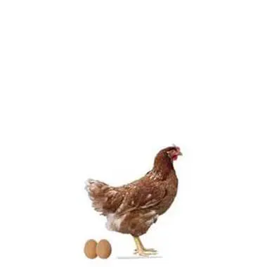 تصویر شماره 1 محصول 