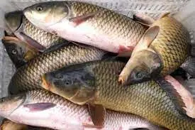 تصویر شماره 1 محصول 