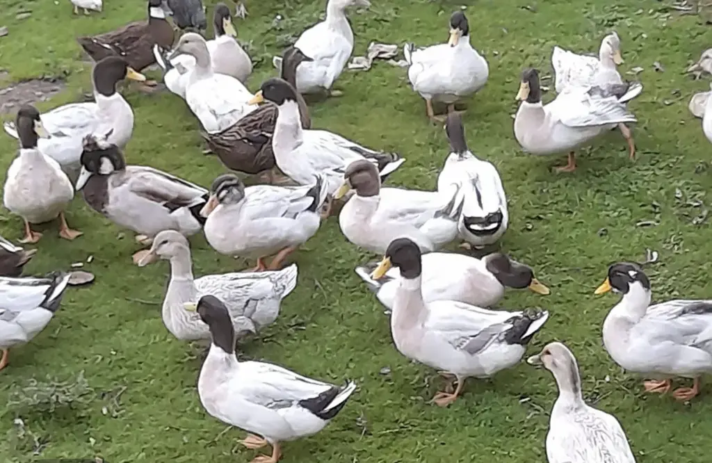 تصویر شماره 4 محصول 