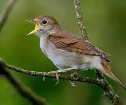 تصویر شماره 1 محصول 