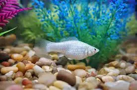 تصویر شماره 1 محصول 