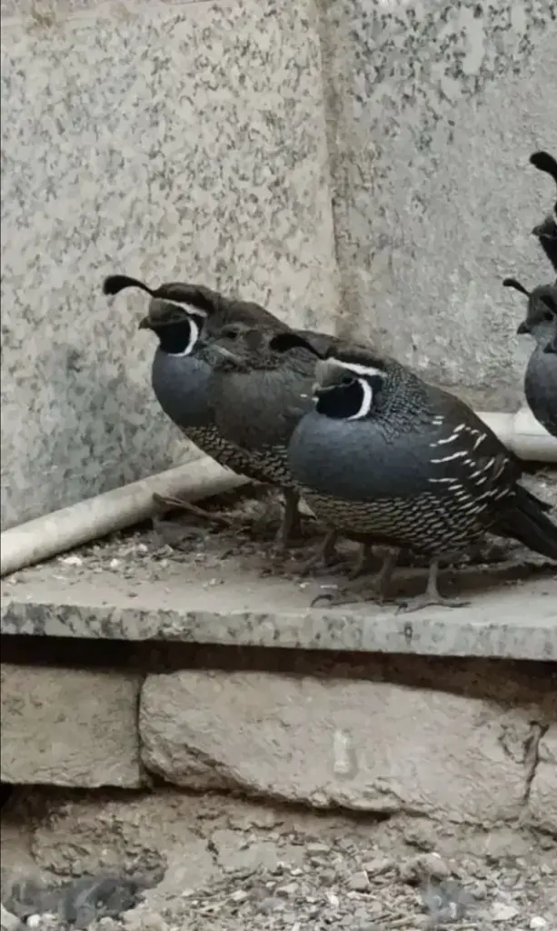 تصویر شماره 2 محصول 