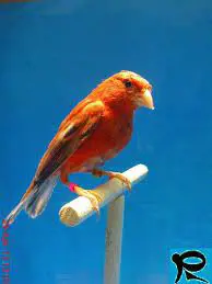 تصویر شماره 1 محصول 