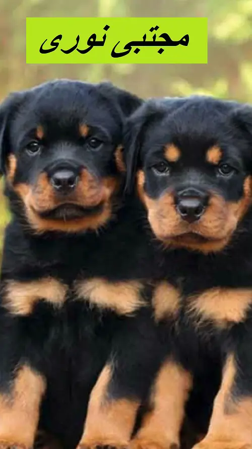 تصویر شماره 2 محصول 