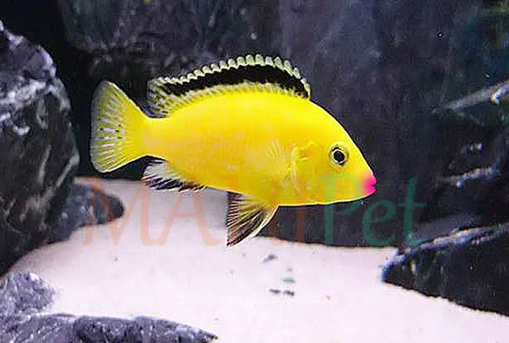 تصویر شماره 1 محصول 