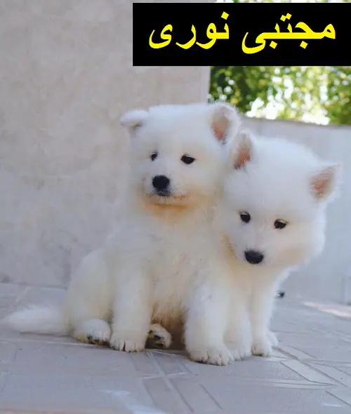 تصویر شماره 1 محصول 