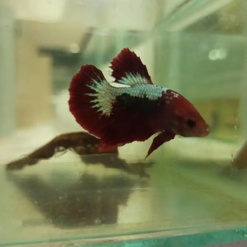 تصویر شماره 1 محصول 