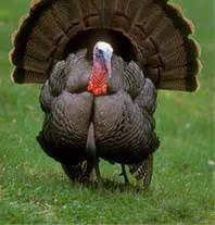 تصویر شماره 2 محصول 