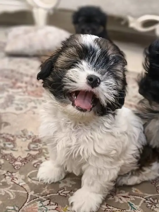 تصویر شماره 3 محصول 