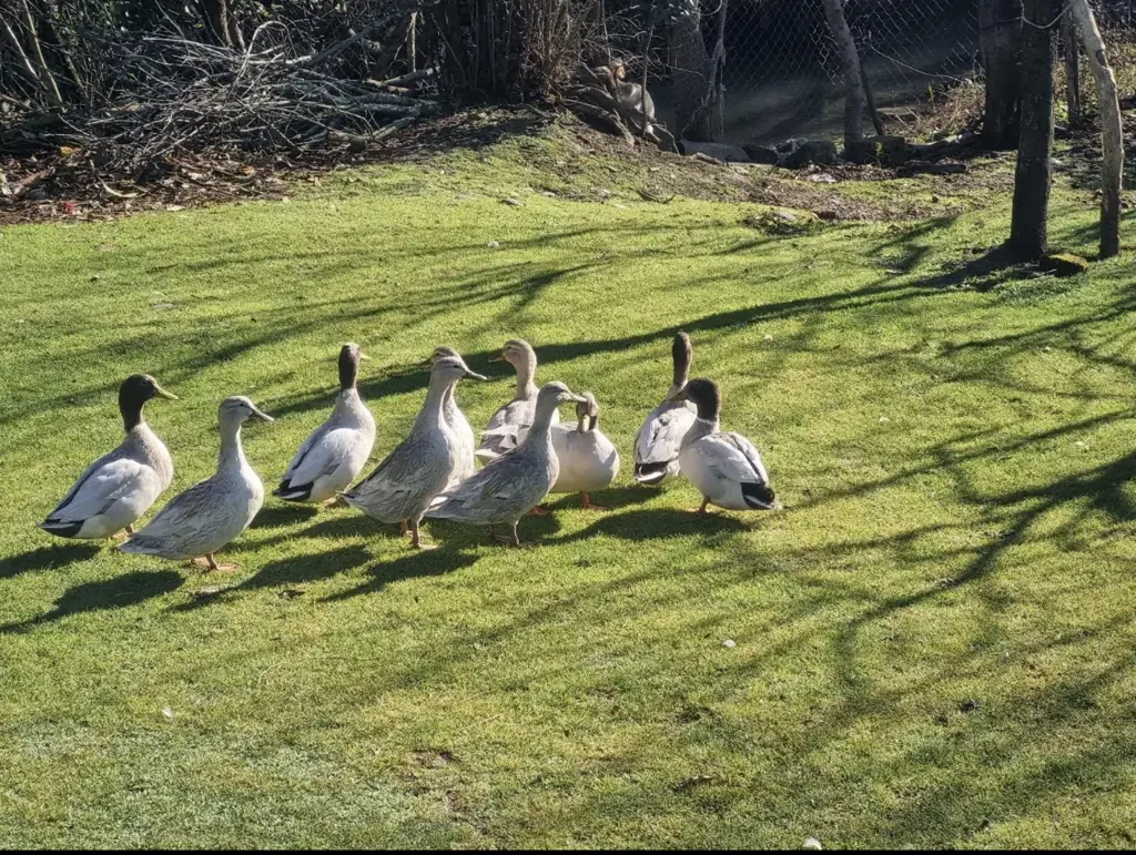 تصویر شماره 1 محصول 