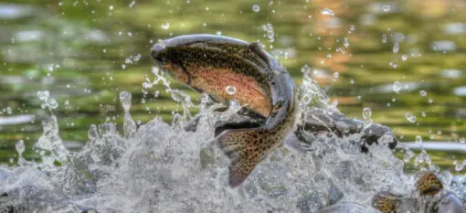 تصویر شماره 1 محصول 