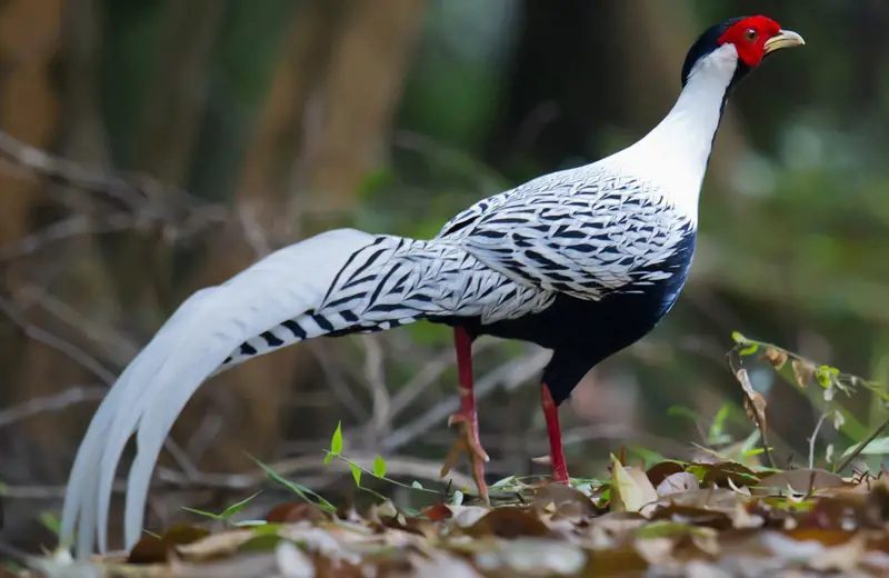 تصویر شماره 1 محصول 