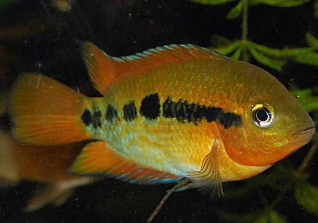 تصویر شماره 1 محصول 