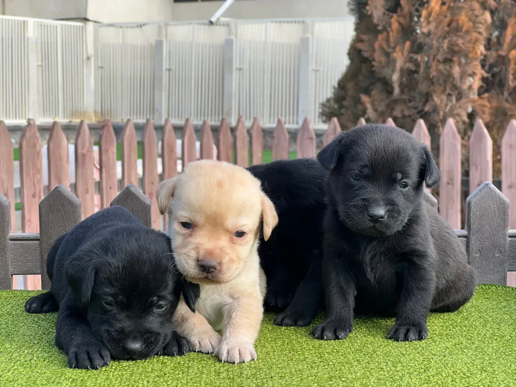 تصویر شماره 1 محصول 