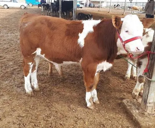 تصویر شماره 2 محصول 