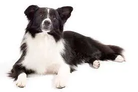 تصویر شماره 2 محصول 