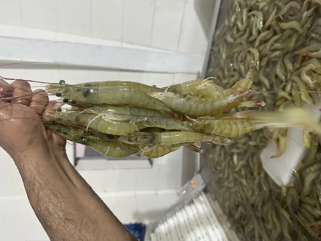 تصویر شماره 2 محصول 