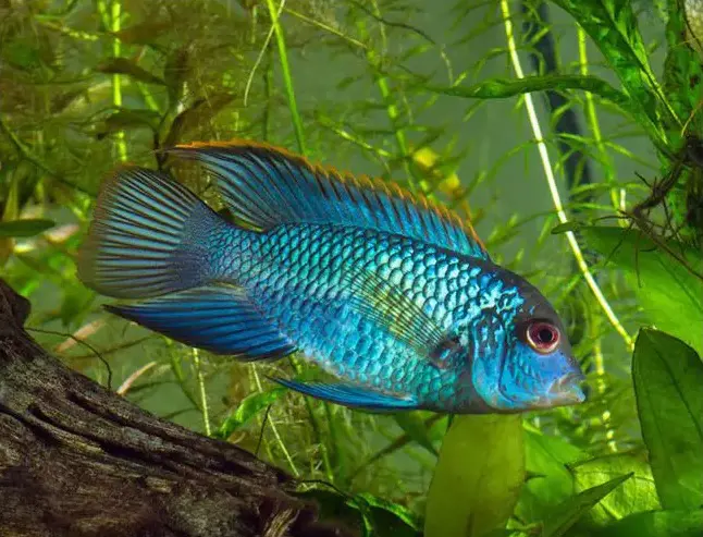 تصویر شماره 1 محصول 