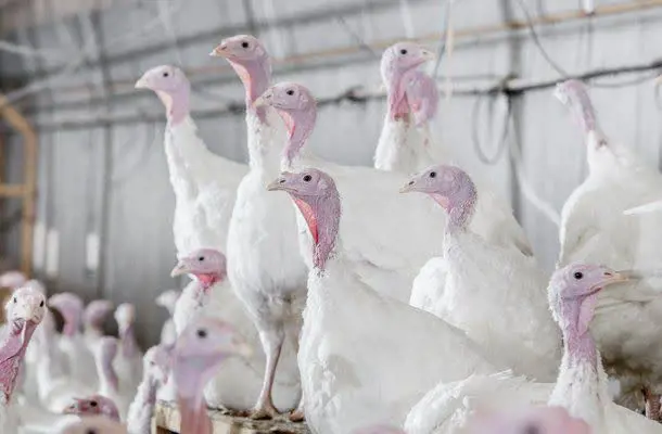 تصویر شماره 2 محصول 