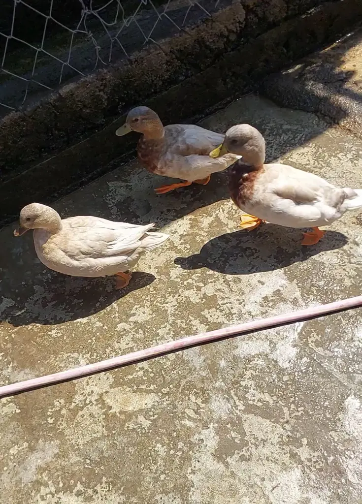 تصویر شماره 1 محصول 