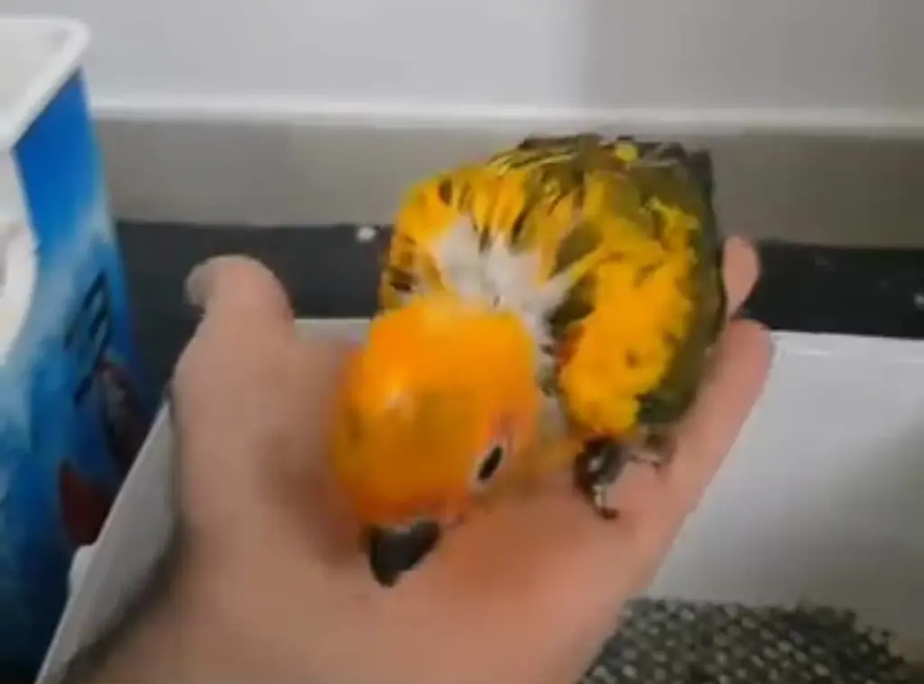 تصویر شماره 3 محصول 