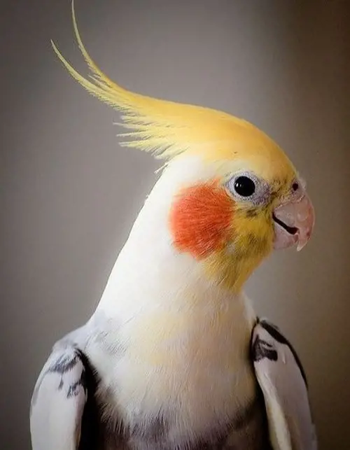 تصویر شماره 1 محصول 