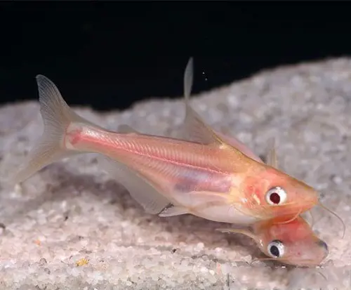 تصویر شماره 1 محصول 