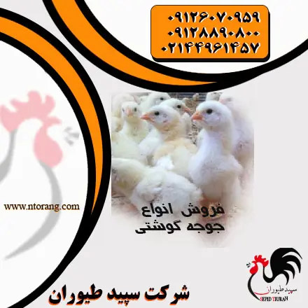 تصویر شماره 1 محصول 