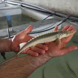 تصویر شماره 1 محصول 