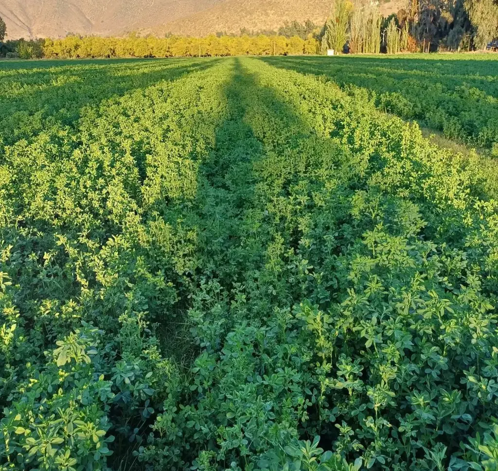 تصویر شماره 2 محصول 