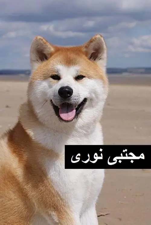 تصویر شماره 1 محصول 