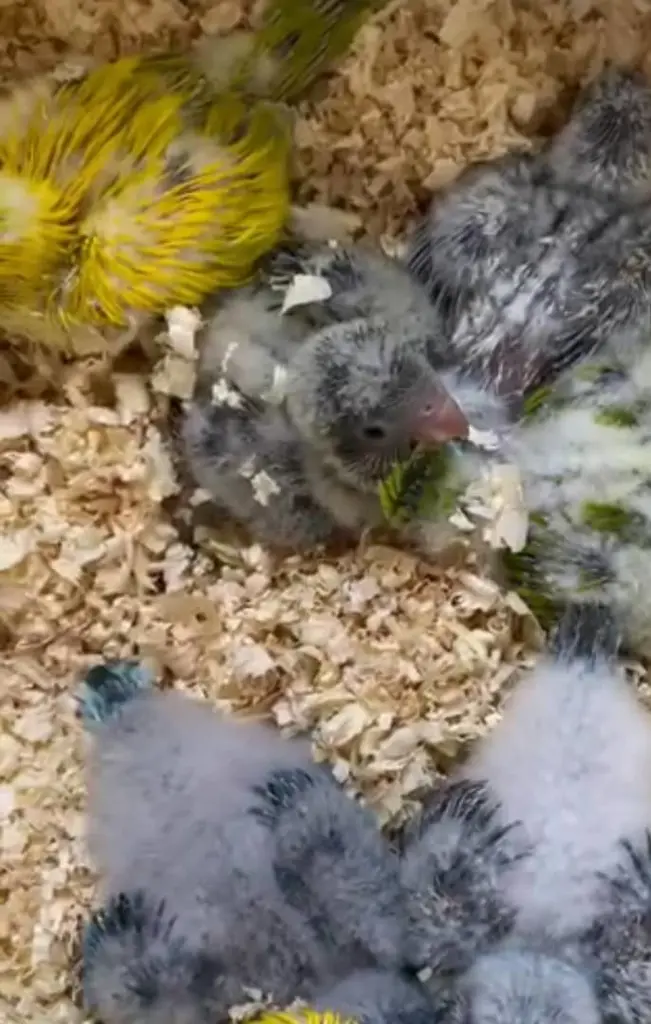 تصویر شماره 3 محصول 