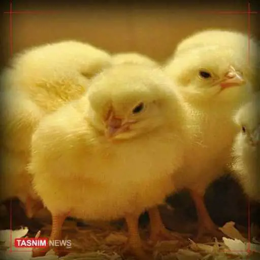 تصویر شماره 1 محصول 