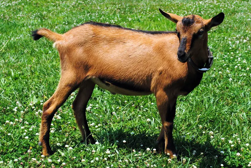 تصویر شماره 1 محصول 