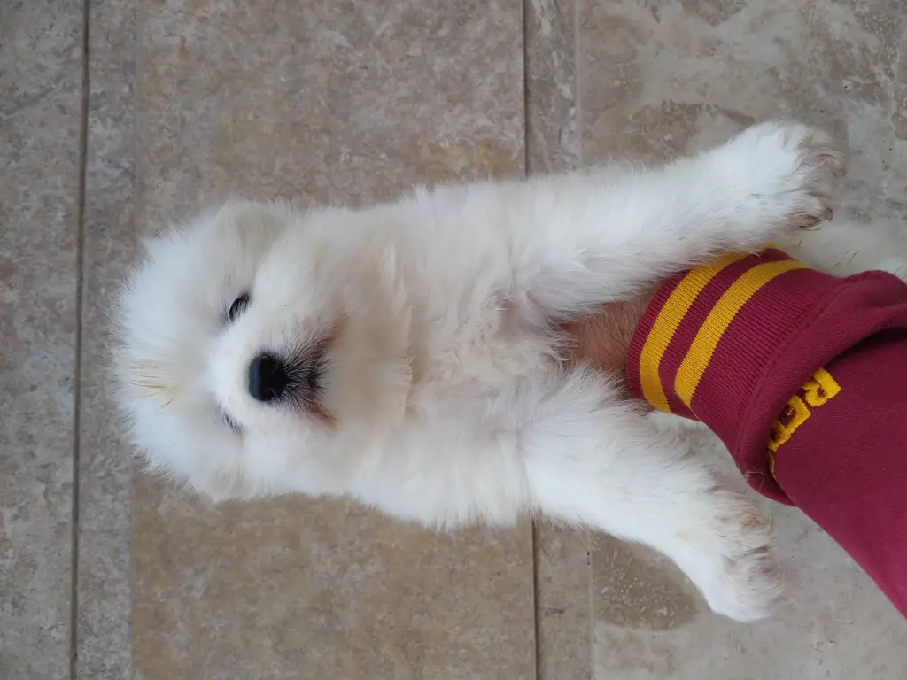 تصویر شماره 1 محصول 