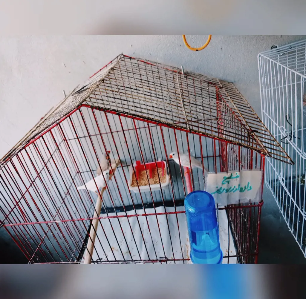 تصویر شماره 1 محصول 