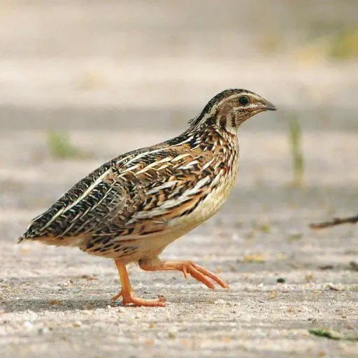 تصویر شماره 1 محصول 