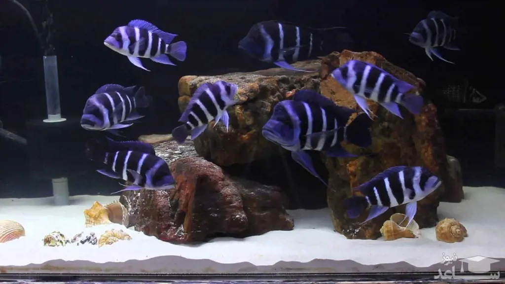 تصویر شماره 1 محصول 