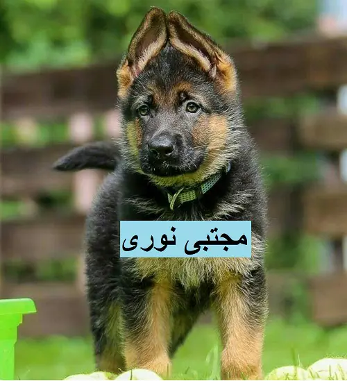 تصویر شماره 1 محصول 