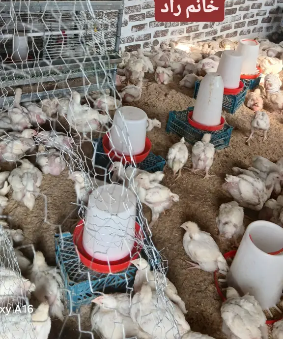 تصویر شماره 1 محصول 