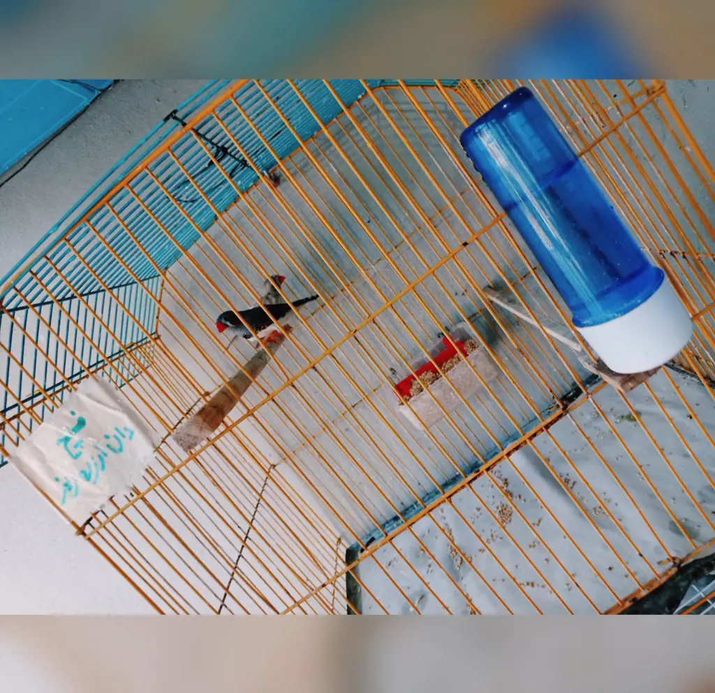 تصویر شماره 2 محصول 