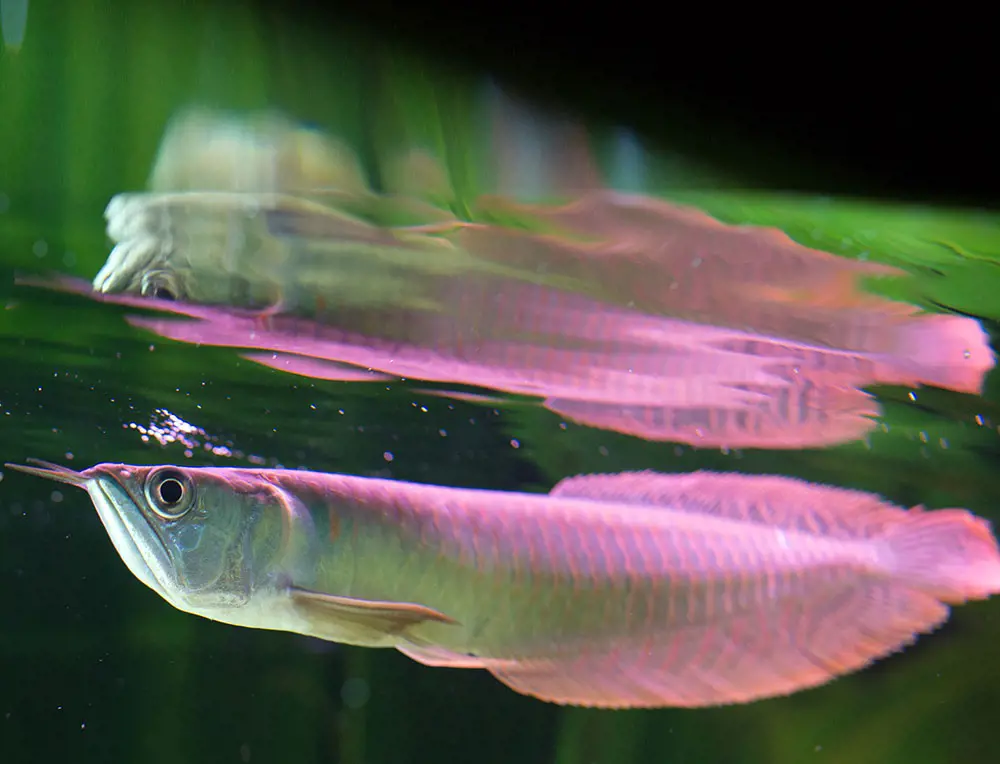 تصویر شماره 1 محصول 